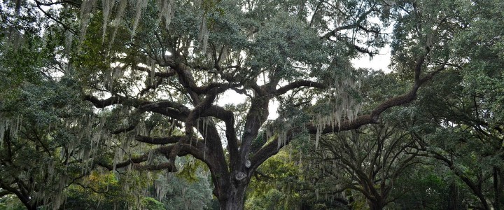Live Oak Trees Commemorate Special Events and Guests
