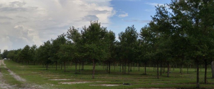 5 Tips For Live Oak Tree Care