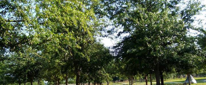 A Perfect Landscape – The Live Oak Tree