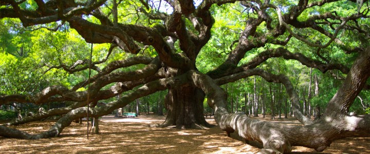 Fun Live Oak Tree Facts