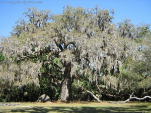 Fairchild Oak Tree