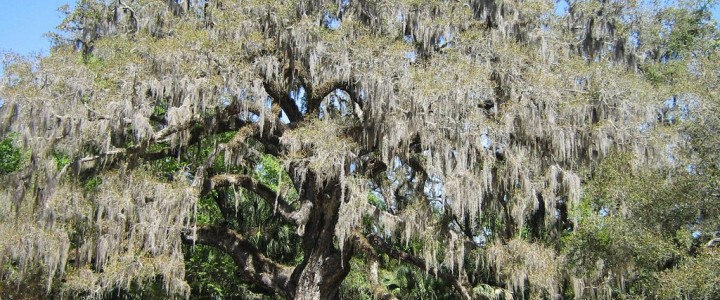 Experiencing the Live Oak Tree