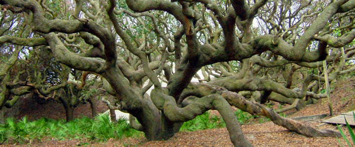 Live Oak Tree in Texas – An Entertainers Delight