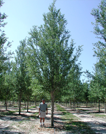 Highrise Live Oak  Trees