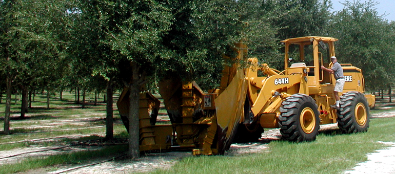 The Benefits of Large Trees in Your Landscape