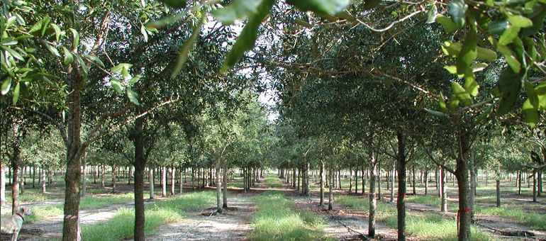 quercus virginiana history