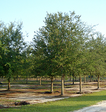 Selecting Mature Live Oak  Trees