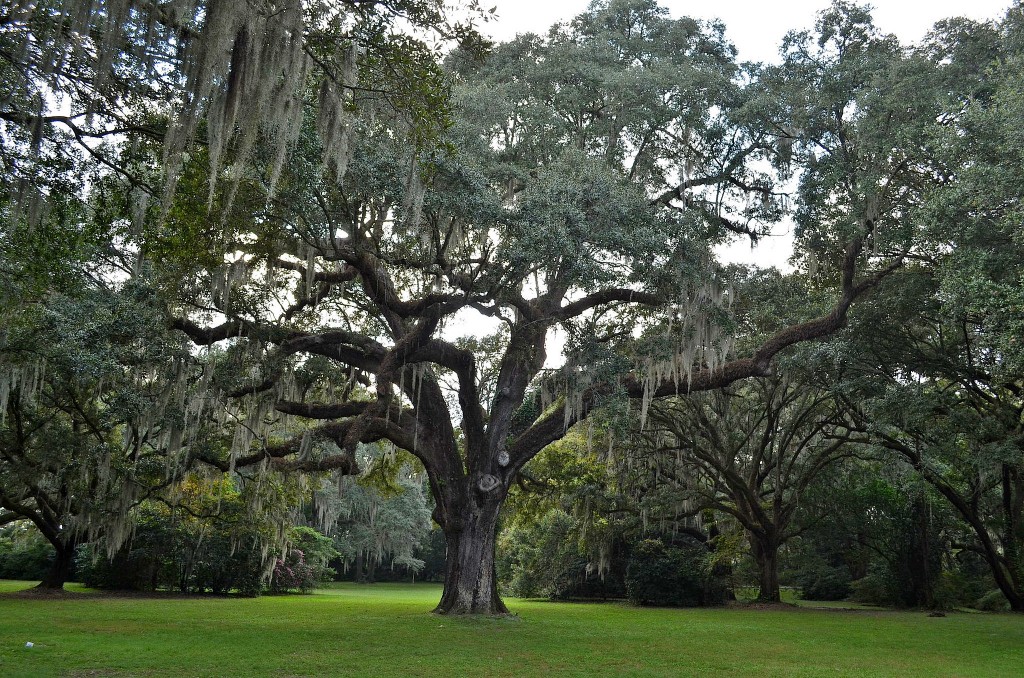 Live Oak Trees Commemorate Special Events And Guests - Southern Pride ...