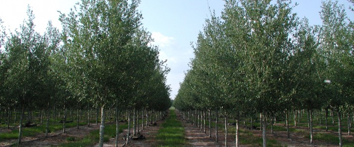 Privacy trees, Highrise live oak trees