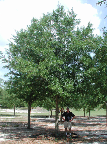 Standard Live Oak  Trees