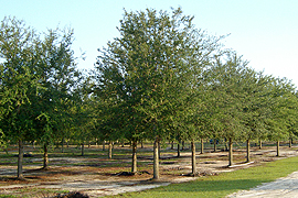 Selecting mature live oak trees