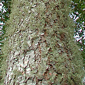 Live Oak Tree Bark