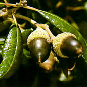 Live Oak Tree Fruit/Acorns