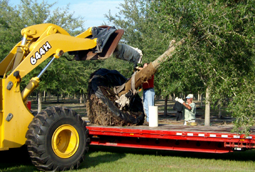 Loading Live Oak Trees for Transport